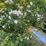 Tatil Evi La Riviere Esperance
